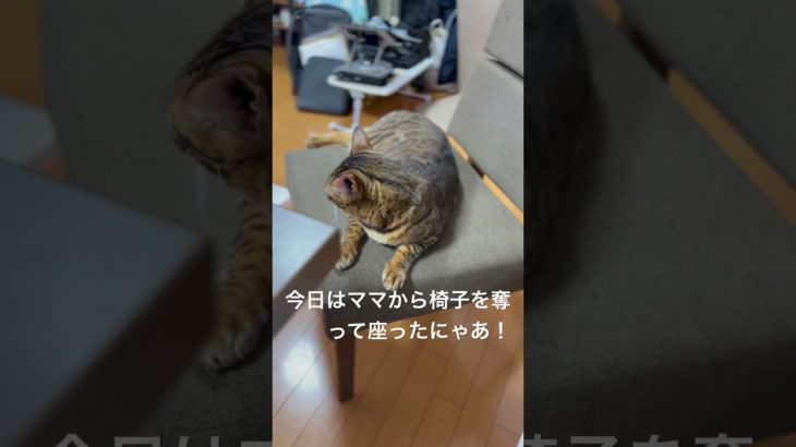 #猫 #ネコ #ねこ #椅子 を #占拠 #ベンガル #ベンガル猫 #ベンガル子猫 #ペット #動物 #cat