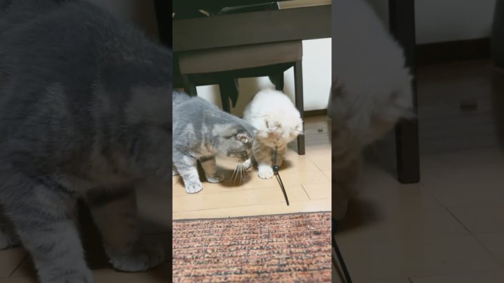 オモチャを取り合う猫🐈 #cat #猫のいる暮らし #スコテツシユフォールド #ねこ #cat #ねこ好き #ペット
