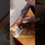 #ネコ #猫 #ねこ #cat #cats #ペット #動物 #にゃんこ #ベンガル猫 #きじとら猫 #とらねこ #猫のいる暮らし #猫好きさんと繋がりたい #可愛い猫 #動物のいる生活