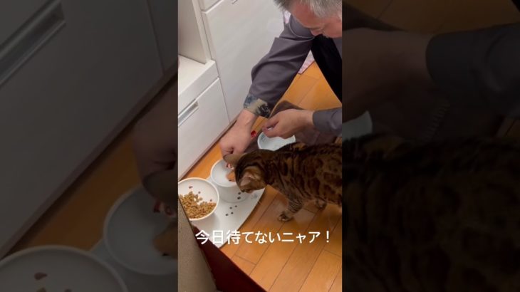 #ネコ #猫 #ねこ #cat #cats #ペット #動物 #にゃんこ #ベンガル猫 #きじとら猫 #とらねこ #猫のいる暮らし #猫好きさんと繋がりたい #可愛い猫 #動物のいる生活