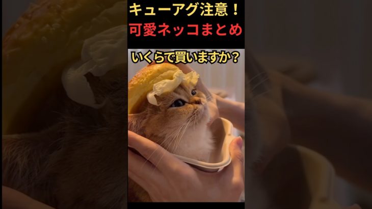 キューアグ注意可愛いネッコまとめ#ペット #猫 #cat #cute