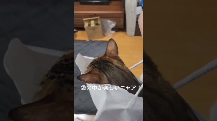 #猫 #ネコ #ねこ #ベンガル猫 #動物 #ペット #にゃんこ #猫のいる暮らし #cat #袋 #ねこのいる生活 #国立市 #きじとら猫 #とらねこ #pets