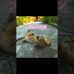 猫の繊細さ。#ねこ#cat #ペット#pets#雨に濡れても#明日に向かって撃て