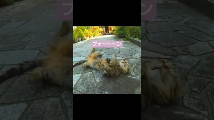 猫の繊細さ。#ねこ#cat #ペット#pets#雨に濡れても#明日に向かって撃て