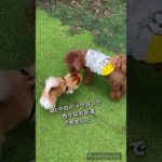 だいごろ　久々にドッグランで遊ぶ　#チワワ #ペット動画 #可愛い #愛犬 #ドッグラン #涼しい #chihuahua #dog
