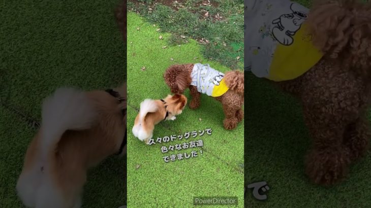だいごろ　久々にドッグランで遊ぶ　#チワワ #ペット動画 #可愛い #愛犬 #ドッグラン #涼しい #chihuahua #dog