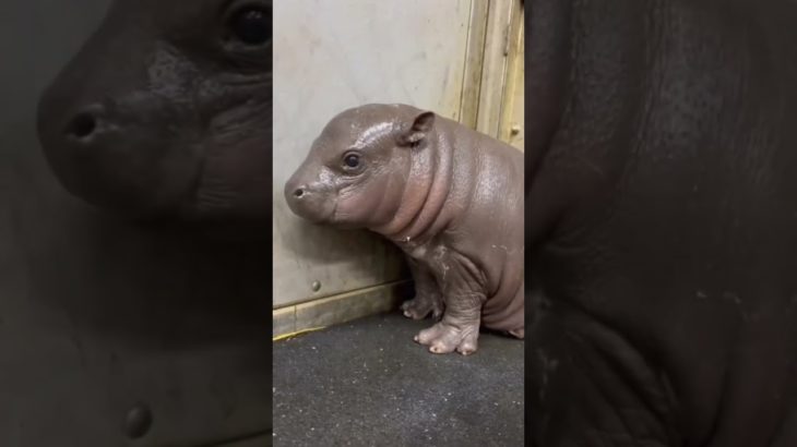 #cute #animal #pet #dog #cat