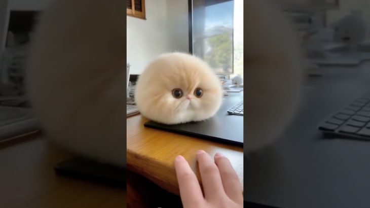 #cute #pet #animals #dog #cat #birds