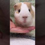 #cute #pet #animals #dog #cat #birds