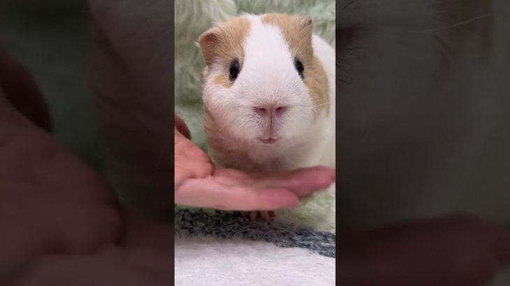 #cute #pet #animals #dog #cat #birds