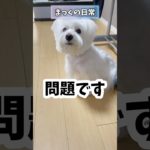 【問題です】分かったらファン確定#dog #いぬ#ウェスティ#ペット#問題