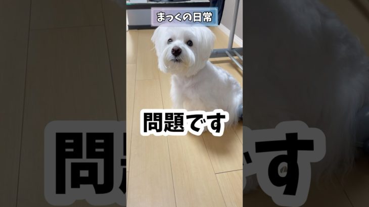 【問題です】分かったらファン確定#dog #いぬ#ウェスティ#ペット#問題