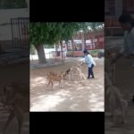 dog lovers 🔥#dog #love #pet #animal #lovers #animallovers #feed