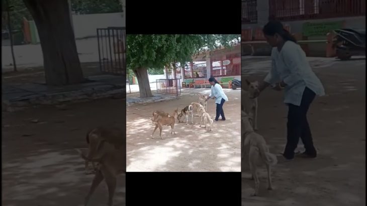 dog lovers 🔥#dog #love #pet #animal #lovers #animallovers #feed