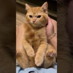 #exlittlebeans #funny_cats #cat #funny_videos #funny #funny_cats #funny_videos #cat #pets