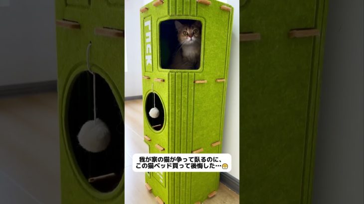 この中で寝るのも気持ちいいですね#ペット #可愛い #ペット用品 #猫のいる生活 #おすすめ#fypシ #猫のおもちゃ