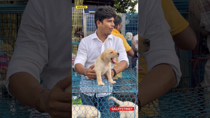 galiff street pet market | dog market Kolkata #shrots #dog #petmarket #galiffstreet