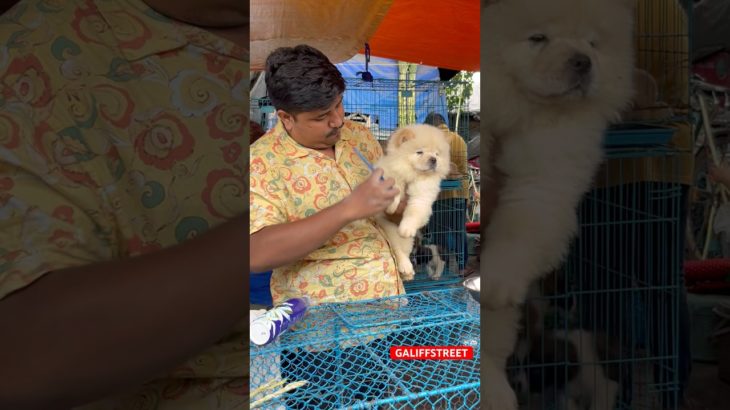 galiff street pet market | dog market Kolkata #shrots #dog #petmarket #galiffstreet
