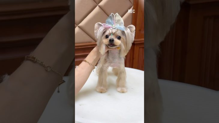 #grooming #トリミング #ペットグルーミング #cutedog #犬のケア