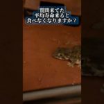 【食という健康法】#ヘルメットゲッコー#ヤモリ#爬虫類#ペット#helmetgecko