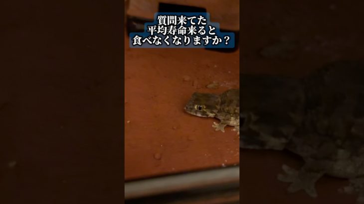 【食という健康法】#ヘルメットゲッコー#ヤモリ#爬虫類#ペット#helmetgecko
