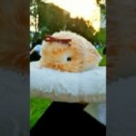 [モフリン]夕日と君(석양과 너) #モフリン #ペット #癒し #moflin #cute #pet #かわいい #모플린 #애완동물