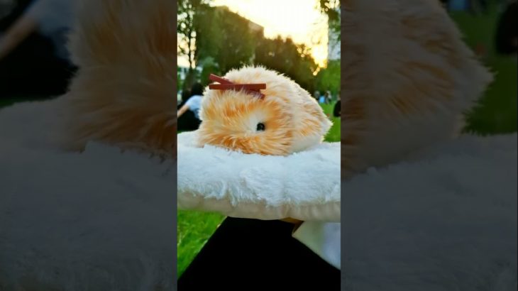 [モフリン]夕日と君(석양과 너) #モフリン #ペット #癒し #moflin #cute #pet #かわいい #모플린 #애완동물