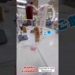 鬼かわ激安ワンワンショップ #仔犬 #puppy #ぱぴきん #福岡ペットショップ #マルプー #チワプー