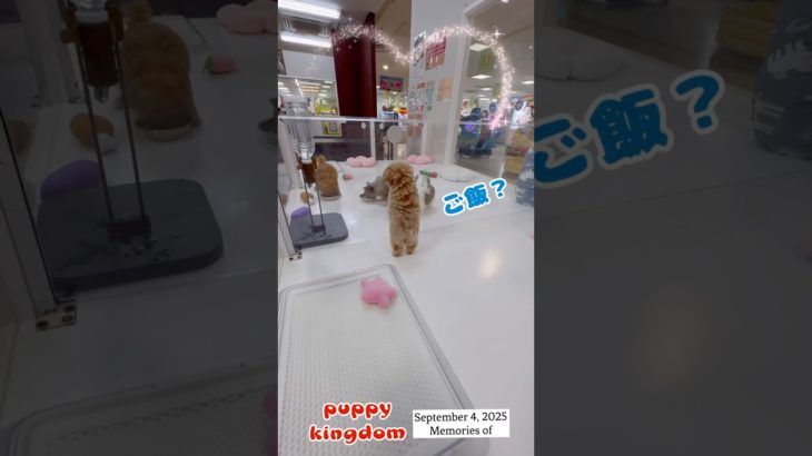 鬼かわ激安ワンワンショップ #仔犬 #puppy #ぱぴきん #福岡ペットショップ #マルプー #チワプー