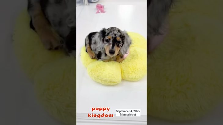 ワンワンショップパピーキングダム#仔犬 #puppy #ぱぴきん #福岡ペットショップ #ペットショップ #可愛い #ミニチュアダックスフンド