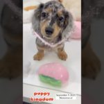 ワンワンショップパピーキングダム #仔犬 #puppy #可愛い #ぱぴきん #福岡ペットショップ #ミニチュアダックスフンド