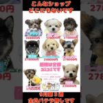 ワンワンショップパピーキングダム#仔犬 #puppy #ぱぴきん #可愛い #福岡ペットショップ #ペットショップ #大型犬 #トイプードル