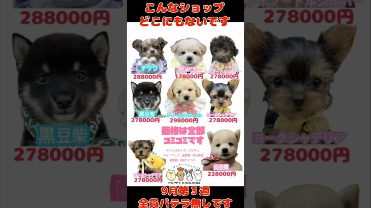ワンワンショップパピーキングダム#仔犬 #puppy #ぱぴきん #可愛い #福岡ペットショップ #ペットショップ #大型犬 #トイプードル