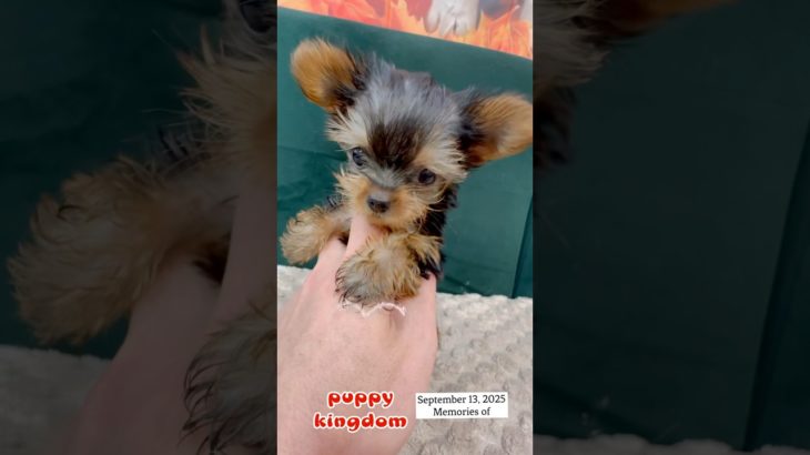 ワンワンショップパピーキングダム#仔犬 #puppy #ぱぴきん #可愛い #福岡ペットショップ #ヨーキー