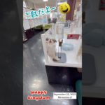 ワンワンショップパピーキングダム#仔犬 #puppy #ぱぴきん #可愛い #福岡ペットショップ