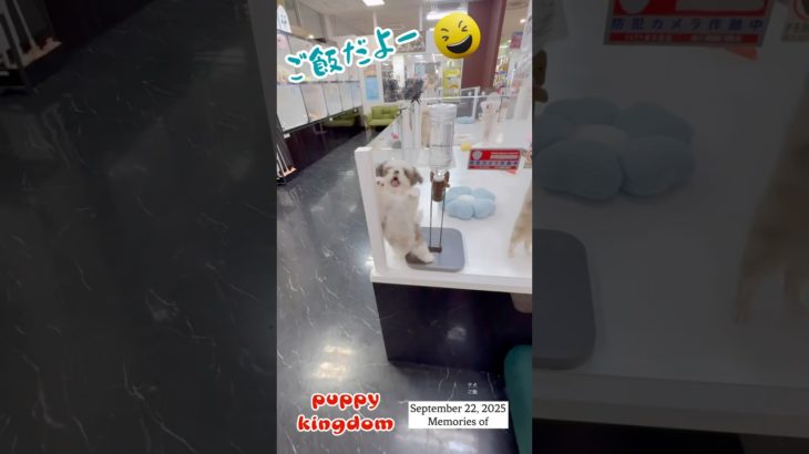 ワンワンショップパピーキングダム#仔犬 #puppy #ぱぴきん #可愛い #福岡ペットショップ