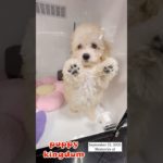 ワンワンショップパピーキングダム #仔犬 #puppy #福岡ペットショップ #可愛い #ぱぴきん #トイプードル #シーズー