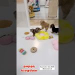 ワンワンショップパピーキングダム#仔犬 #puppy #可愛い #福岡ペットショップ #ぱぴきん