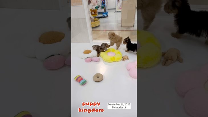 ワンワンショップパピーキングダム#仔犬 #puppy #可愛い #福岡ペットショップ #ぱぴきん