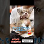 ワンワンショップパピーキングダム #仔犬 #puppy #福岡ペットショップ #ぱぴきん