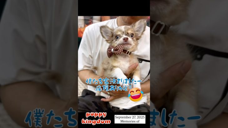 ワンワンショップパピーキングダム #仔犬 #puppy #福岡ペットショップ #ぱぴきん