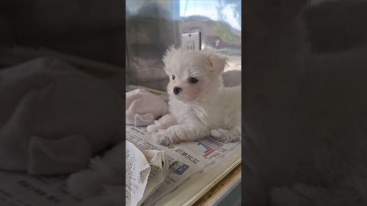 #マルチーズ #マルチ #おもちちゃん #とことこ #京都 #ペットショップピーターパン #puppy #cute #pets