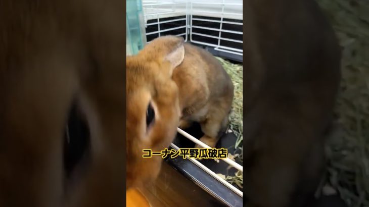 カワイイうさちゃん#ペットプラザ平野瓜破店#うさぎ  #大阪#コーナン#reptile#rabbit#smallanimals#turtles#ミニレッキス#爬虫類ショップ