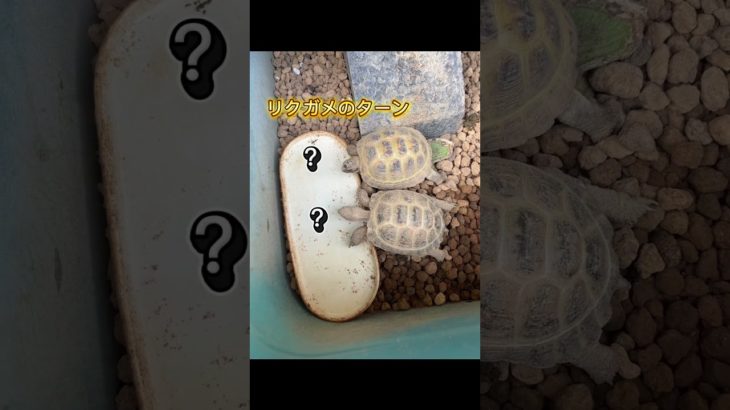 特別なおやつの日 #爬虫類 #ペット #reptiles #カメ