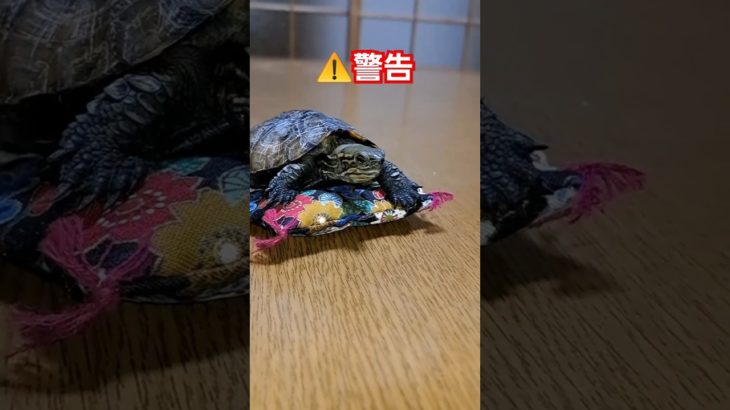 悪臭魔人を倒せ🔥🐢#short#亀#かめ#ウンキュウ#ペット#可愛い#流行る #turtle #爬虫類 #癒し #ウケる #爆笑#楽しい#人気#歯磨き#歯磨き粉#大人気