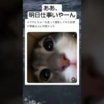 ずっとこれみてたい　#shorts #猫 #ねこ　#ちゅーる #ペット #隠しカメラ