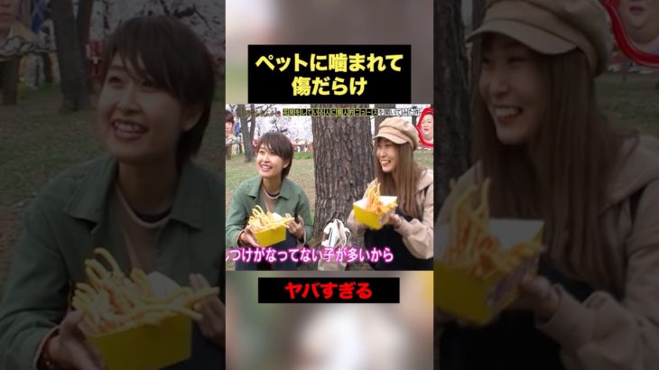 ペットに噛まれて傷だらけの美女#おもしろ #月曜から夜ふかし #shorts