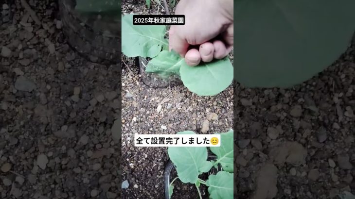 全て設置完了しました!　 #shortsfeed #家庭菜園ライフ #害虫対策 #ペットボトル