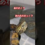どっかに消えちゃった🐢💦#short#亀#かめ#ウンキュウ#ペット#可愛い#turtle #流行る #爬虫類 #癒し #人気#歌#意味がわかると怖い#怖い#恐怖#犬#爆笑#ウケる