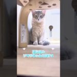 今日の鶴ヶ島店#ソマリ#shotrs #cat#子猫#鶴ヶ島#ペットショップ